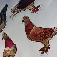 Pigeon stickers - Thumbnail 4