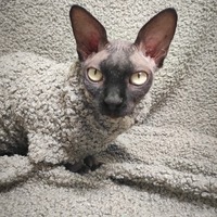 My Little Lamb - Vegan Fur - Thumbnail 1