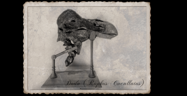 Replica Mummified Dodo bird head! Scientifically accurate and life size!