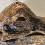 Replica Mummified Dodo bird head! Scientifically accurate and life size!-1