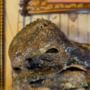 Replica Mummified Dodo bird head! Scientifically accurate and life size!-2