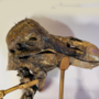 Replica Mummified Dodo bird head! Scientifically accurate and life size!-4