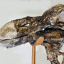 Replica Mummified Dodo bird head! Scientifically accurate and life size!-7
