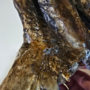 Replica Mummified Dodo bird head! Scientifically accurate and life size!-11