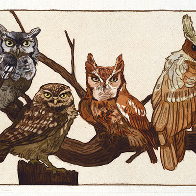 Owls postcard