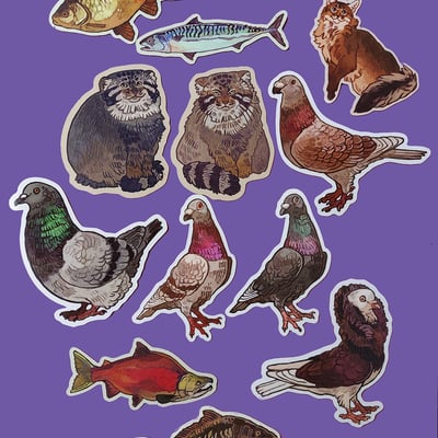 Pigeon magnets