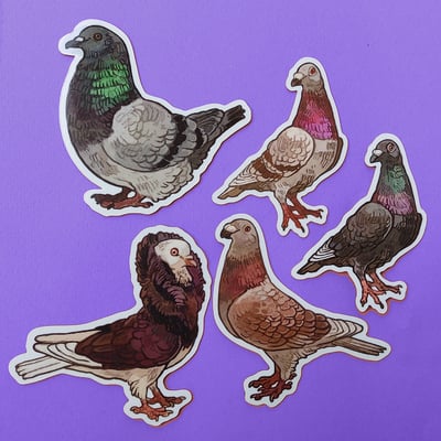 Pigeon magnets