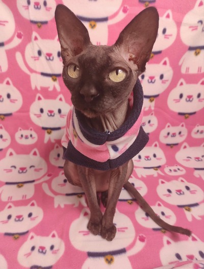 Lucky Pussy - Fleece