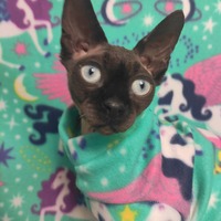 Pegasus Universe - Fleece - Thumbnail 1