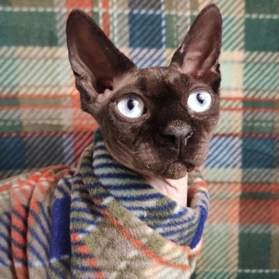 Brown-noser plaid - luxe fleece