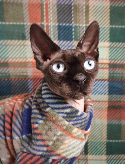 Brown-noser Plaid - Luxe Fleece