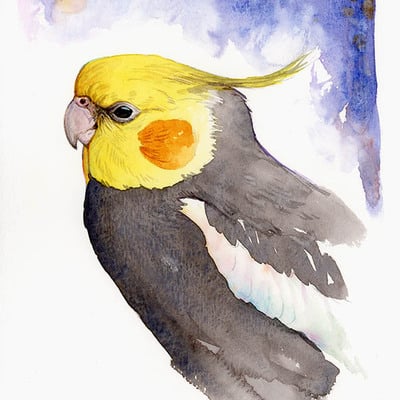 Original cockatiel study: grumpy - watercolor painting