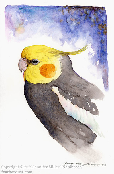 Original Cockatiel Study: Grumpy - Watercolor Painting
