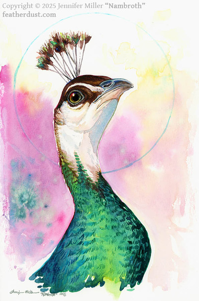 Original Peafowl Study - Watercolor Painting