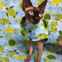 Turtle Time - Fleece - Thumbnail 2