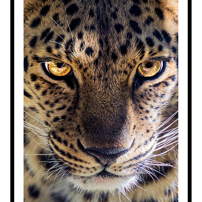 Fierce leopard art print
