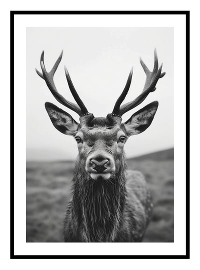  Highland Stag Art Print