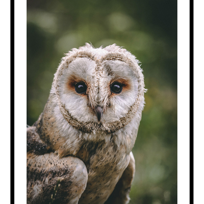 Tawny owl art print