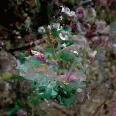 Kafka's ibiki - shiminkai (jim o'rourke)