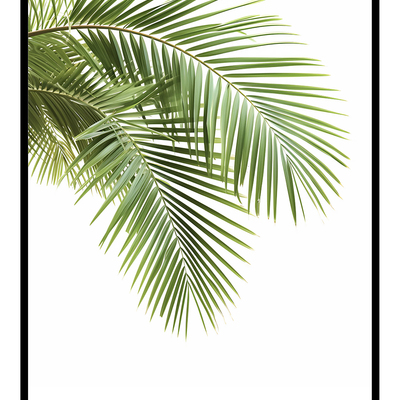 Palm leaves (a) art print