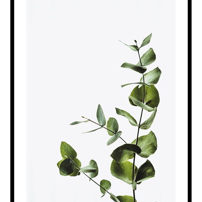 Growing vine art print