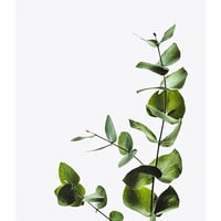 Growing Vine Art Print - Thumbnail 1