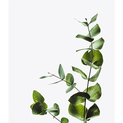 Growing vine art print