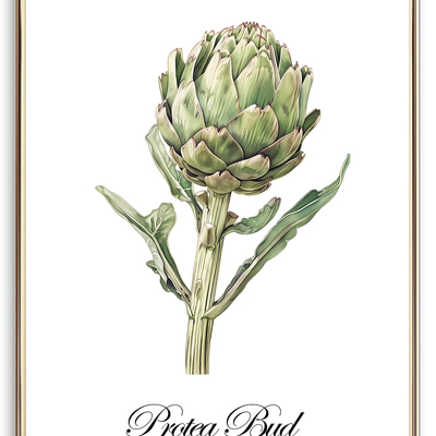 Protea bud art print