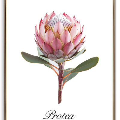 Pink protea art print