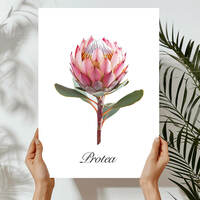 Pink Protea Art Print - Thumbnail 1