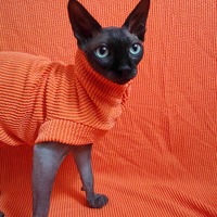 Raised Lines (Orange)  - Thumbnail 1