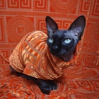 Orangesace - Velvet Lace - Thumbnail 1