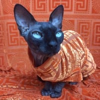 Orangesace - Velvet Lace - Thumbnail 2