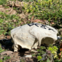 Partial Skull with Odin Bindrune -1