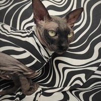 Wavy (Big) - Sleepwear - Thumbnail 2