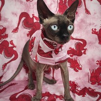 Chinese Dragon  - Sleepwear - Thumbnail 2