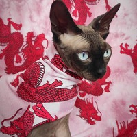 Chinese Dragon  - Sleepwear - Thumbnail 1