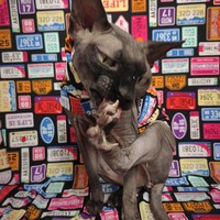 Beep Beep - Sleepwear - Thumbnail 2