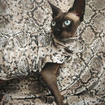 Golden snake - velvet