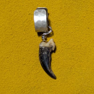 Real coyote claw on silver-plated brass ear cuff