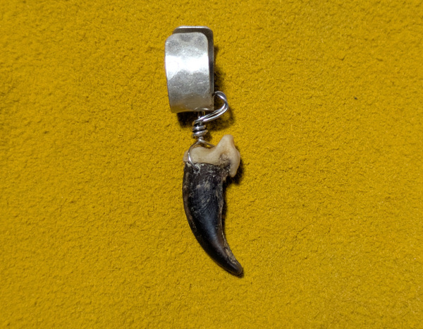 Real coyote claw on silver-plated brass ear cuff