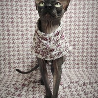 Chatnel - Thumbnail 1