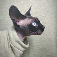 Green Machine Yeezus - Thumbnail 2