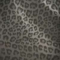 Black Cat  - Thumbnail 3