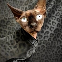 Black Cat  - Thumbnail 1