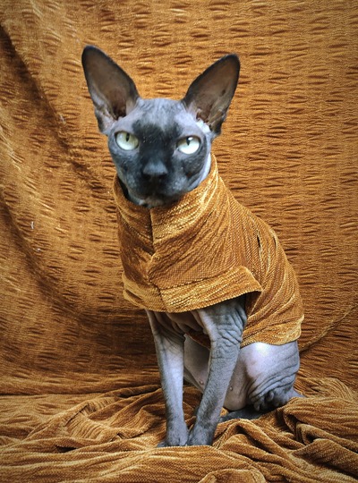 Brass In Pocket - Velvet