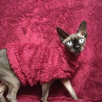 Crimson Vegan Fur - Thumbnail 2