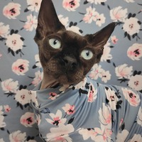 Blossoms In Bloom - Thumbnail 2