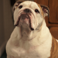 A Bulldog for Christmas DVD AUTOGRAPHED - Thumbnail 1