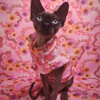 Flower Fractals (Pink) - Thumbnail 1